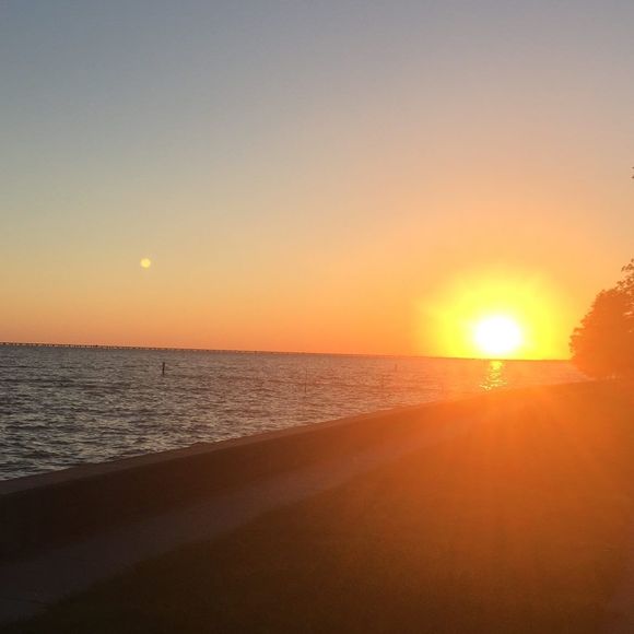 Meet your Posher, Rex - Picture 1 of 1